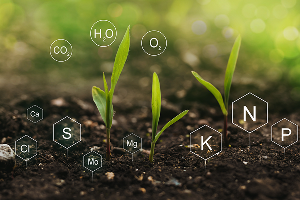 Plant metabolism